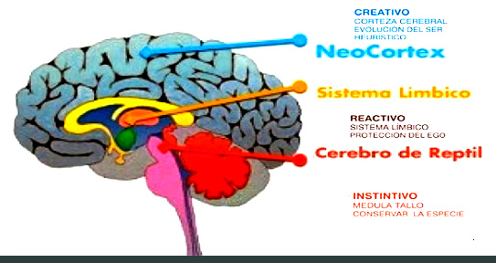 tres-nivles-del-cerebro.jpg?width=570